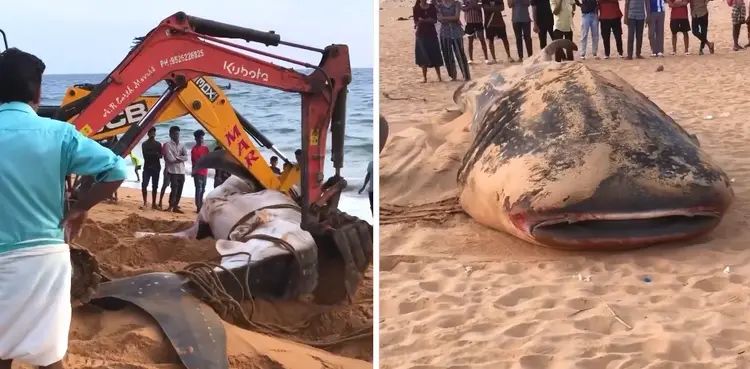 VIRAL: 21-tonne giant whales washes up on shore