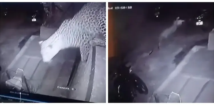 Caught On Cam: Leopard enters residential area, scales 10ft wall to hunt chicken