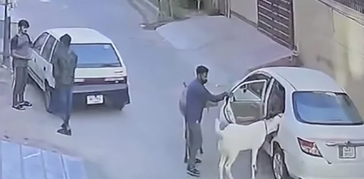 Two arrested for robbing sacrificial goats in Lahore