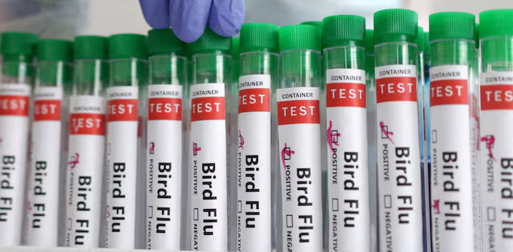 Bird flu virus shows mutations in first severe human case in US, CDC says