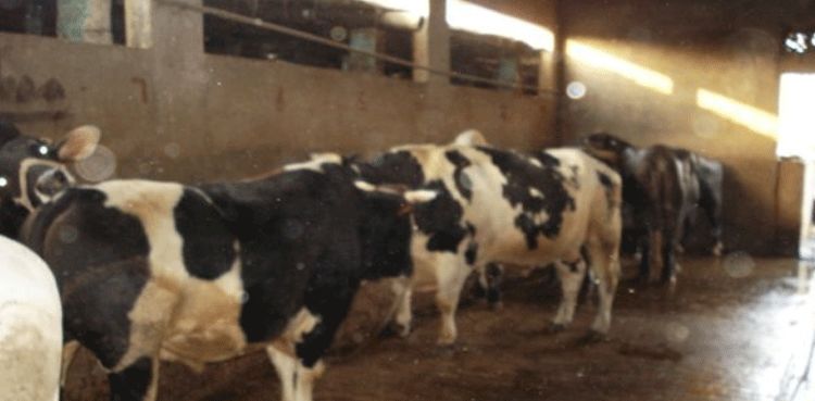 Karachi: Several cows at livestock farms succumb to hot weather