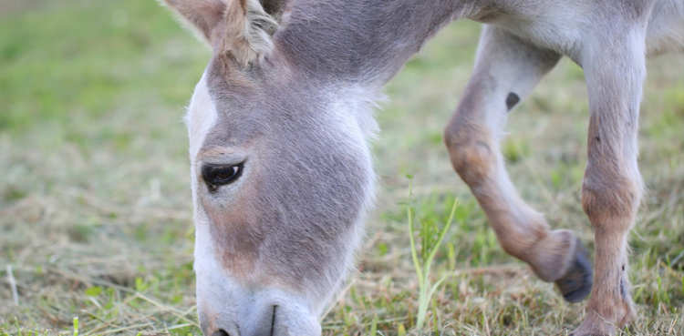Hyderabad's tortured donkey dies in Karachi