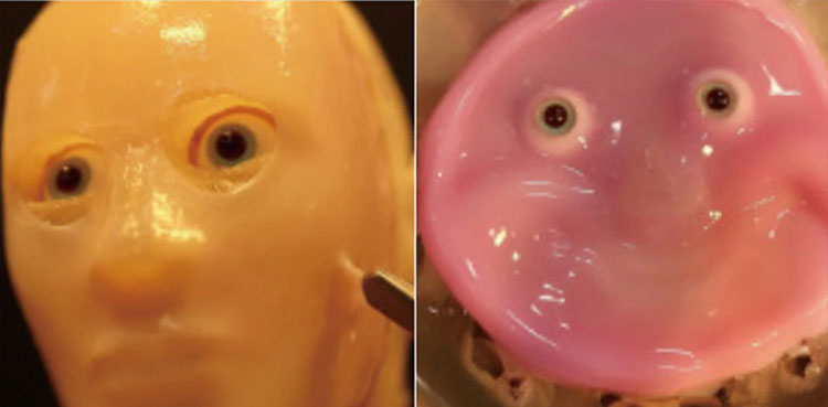 Watch: Japan scientists make smiling robot with 'living' skin