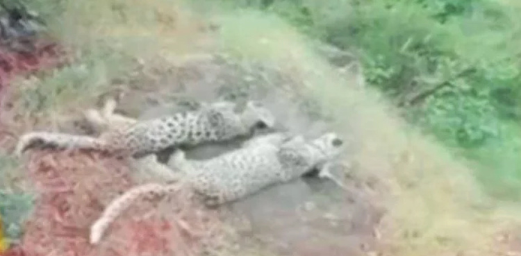 Authorities struggle to find leopard cubs bodies after pictures go viral