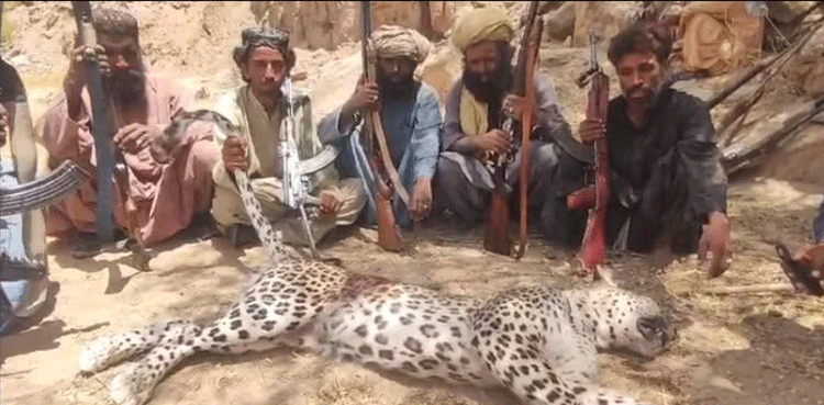 Rare leopard killed by villagers in Balochistan’s Dera Bugti