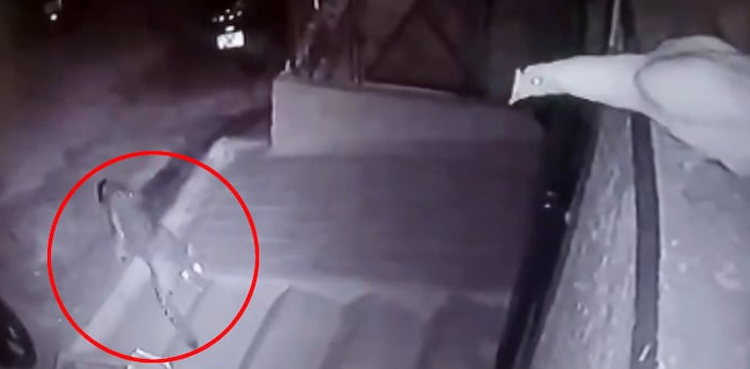 VIDEO: leopard jumps over wall to hunt hen