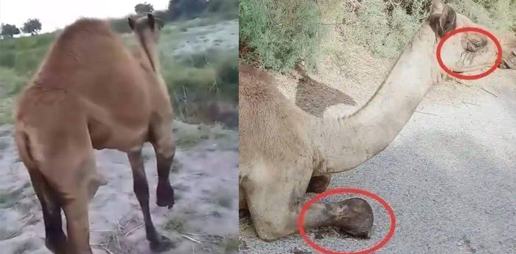Video: Landlord chops off camel’s leg in Sanghar