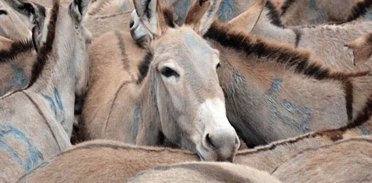 Pakistan records growth in Donkey’s population in FY23