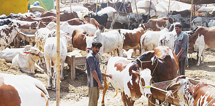 Karachi to get 22 cattle markets; Here are the locations
