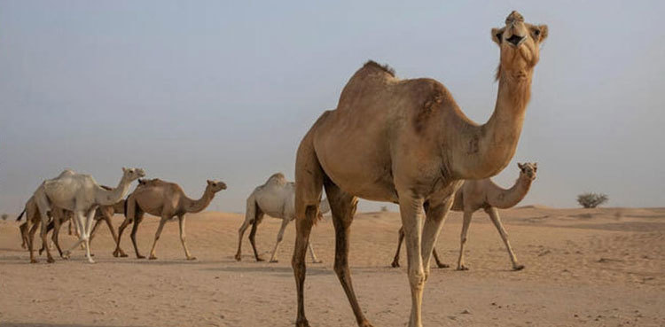 Five remanded into police custody for chopping off camel's leg in Sanghar
