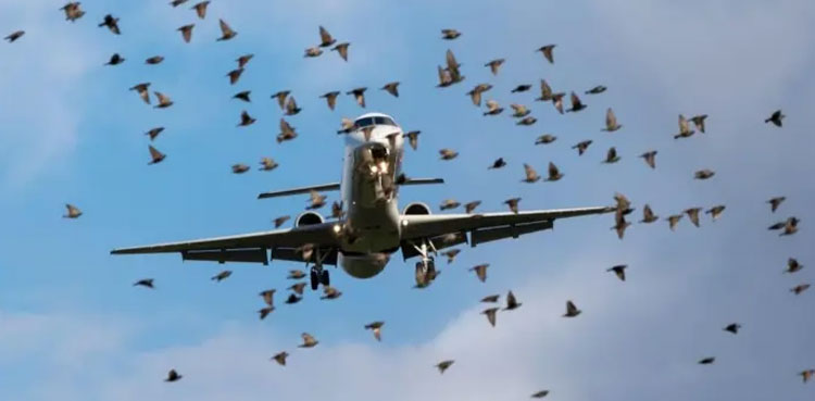 'No bird zone' to be established in Lahore for aviation safety
