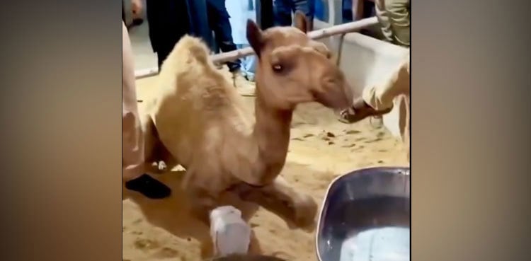 Sanghar: Artificial leg for mutilated camel to be manufactured in Pakistan