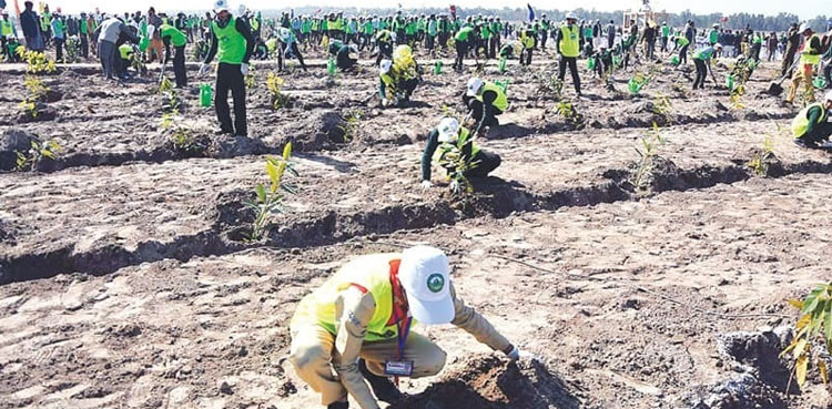 PML-N govt decides to continue PTI’s Ten Billion Tree initiative