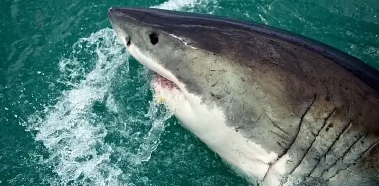 Pirates of the Caribbean actor killed in shark attack