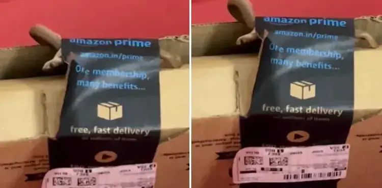 VIDEO: Woman receives live cobra in Amazon Xbox package