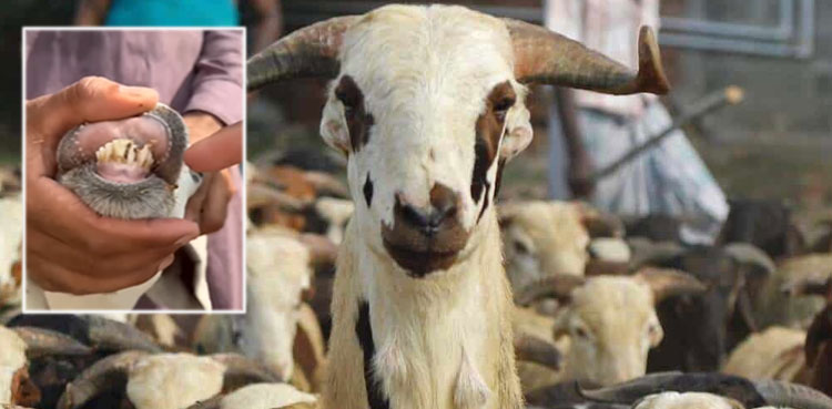 Karachi trader arrested for selling sacrificial goat with plastic teeth