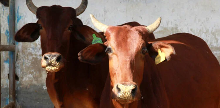 Another incident of animal cruelty surfaces in Sanghar