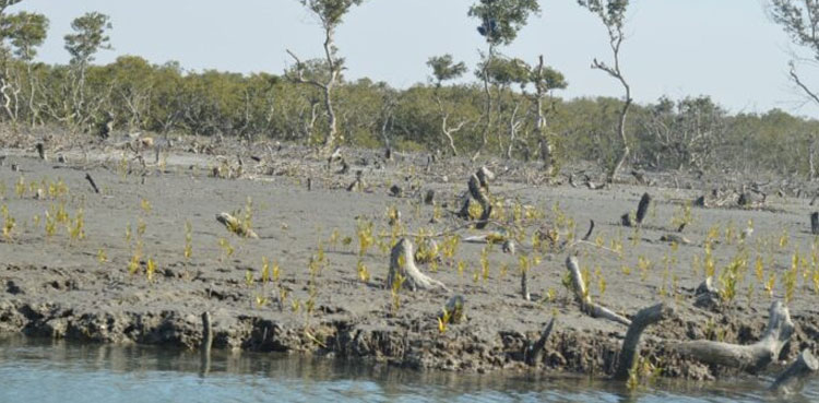 Karachi loses mangroves for housing schemes, uplift projects