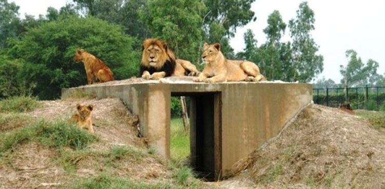 Islamabad to get ‘world-class’ Safari Park
