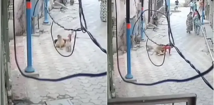 VIDEO: 5-year-old boy attacked, dragged by group of monkeys