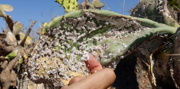 Insect wreaks havoc on prickly pear industry