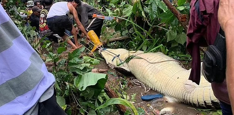 Crocodile mauls woman to death in Indonesia