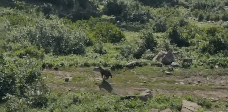 WATCH: Injured leopard freed in AJK after rehabilitation