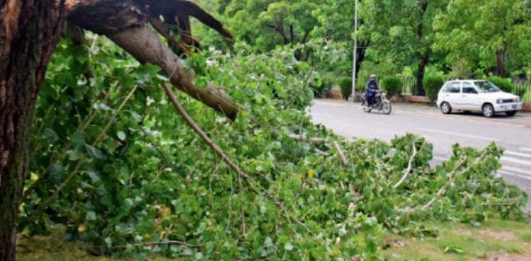 Strong winds cause havoc as several trees fall in Karachi