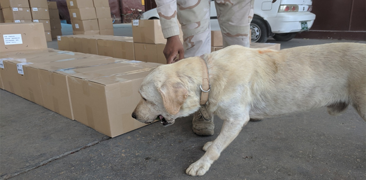 ANF's sniffer dog mistakenly shot dead at Karachi airport