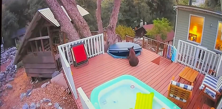 WATCH: Bear removes hot tub cover, takes a leisurely bath