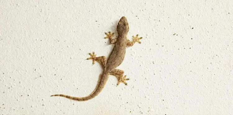 Lizard found in chana chaat plate, sparks scuffle