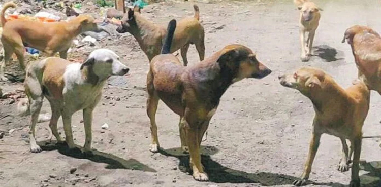 Stray dogs maul, kills 8-year-old child in Sadiqabad