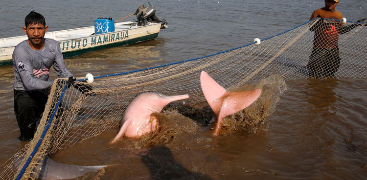 Amazon dolphins studied for climate change impact