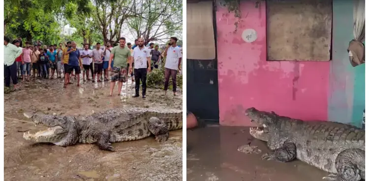 WATCH: Crocodiles enter residential area after heavy rains