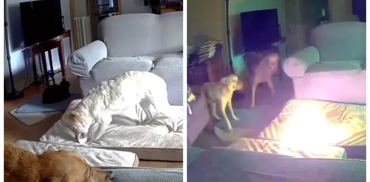 WATCH: Pet dog sparks house fire by chewing on power bank