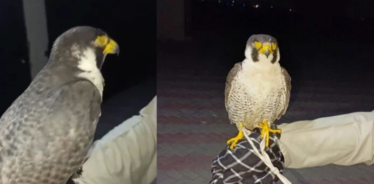 VIDEO: Rare eagle worth Rs 100 million recovered in Punjab