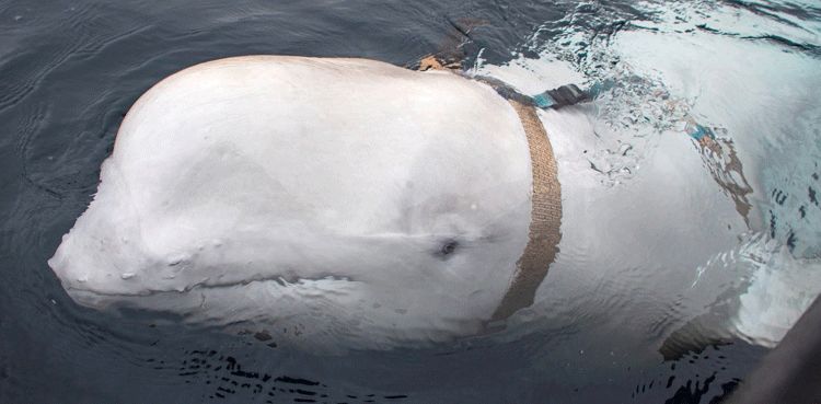 Mystery prevails as Russian 'spy' whale found dead in Norway