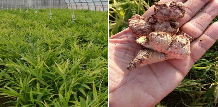 Oman starts ginger cultivation on 3-acre land
