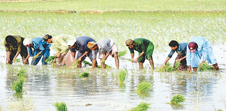 Heavy rains lead to extensive crop damage in Sindh