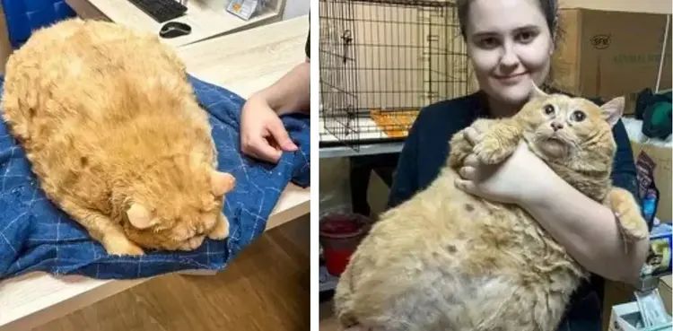 Cat weighing whopping 17kg put on strict diet