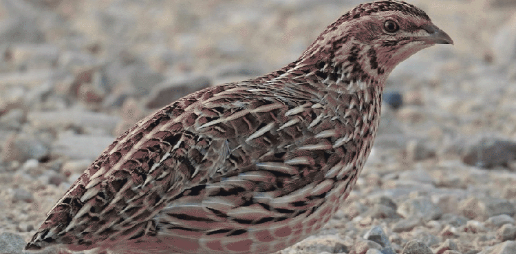 KP wildlife department lifts quail hunting ban
