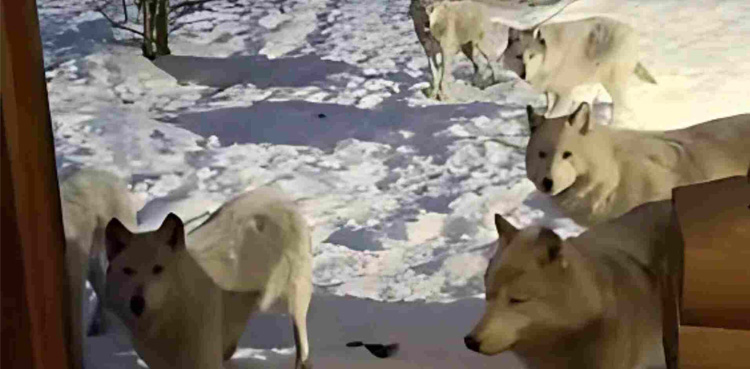 Horrifying: Video of Wolves howling outside couple's mirror cabin goes viral