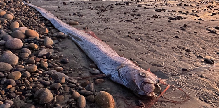'Doomsday fish' reappears on California shores, fuelling omen theories