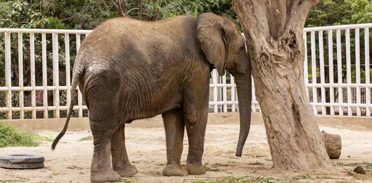 Pakistan: Elephant Madhubala will reunite with her family after 15 years of separation