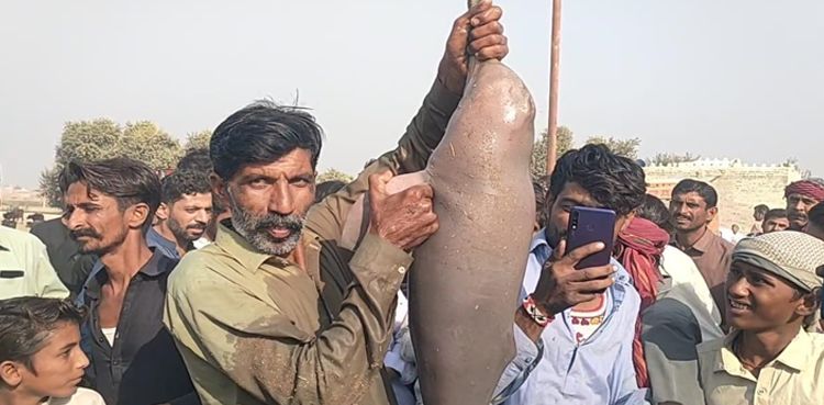 Two charged for killing rare Indus dolphin in Dadu