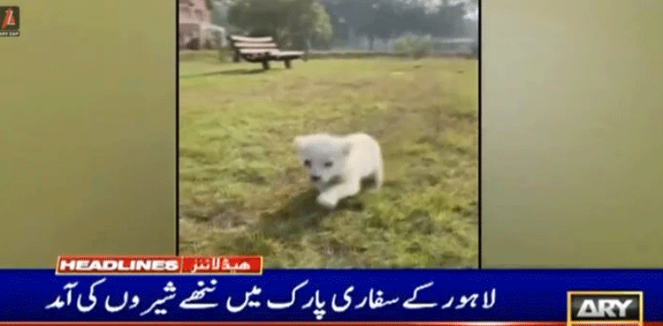 Lahore Safari Zoo welcomes seven lion cubs