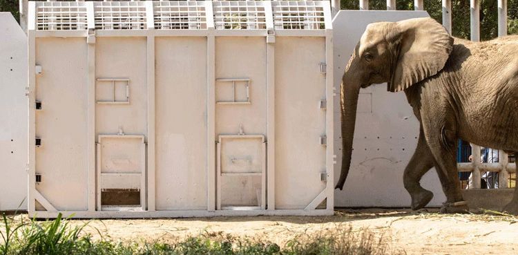 Elephant Madhubala shifted to Safari Park Karachi