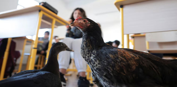 Chicken and duck help out in Romanian middle schools