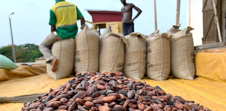 Cocoa farmers hoard beans in anticipation of price hike