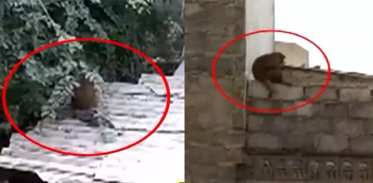 Watch: Four monkeys on the loose in Karachi